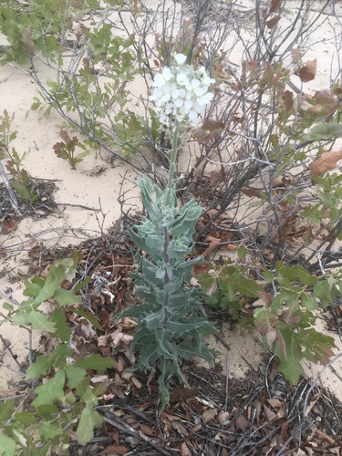 Palmer's spectaclepod (Dimorphocarpa candicans)