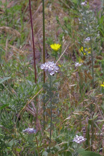 Palmer's spectaclepod (Dimorphocarpa candicans)