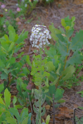 Palmer's spectaclepod (Dimorphocarpa candicans)