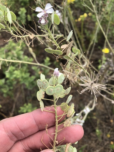 Palmer's spectaclepod (Dimorphocarpa candicans)