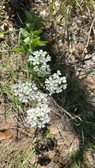 Palmer's spectaclepod (Dimorphocarpa candicans)