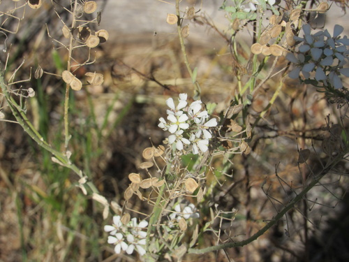 Palmer's spectaclepod (Dimorphocarpa candicans)