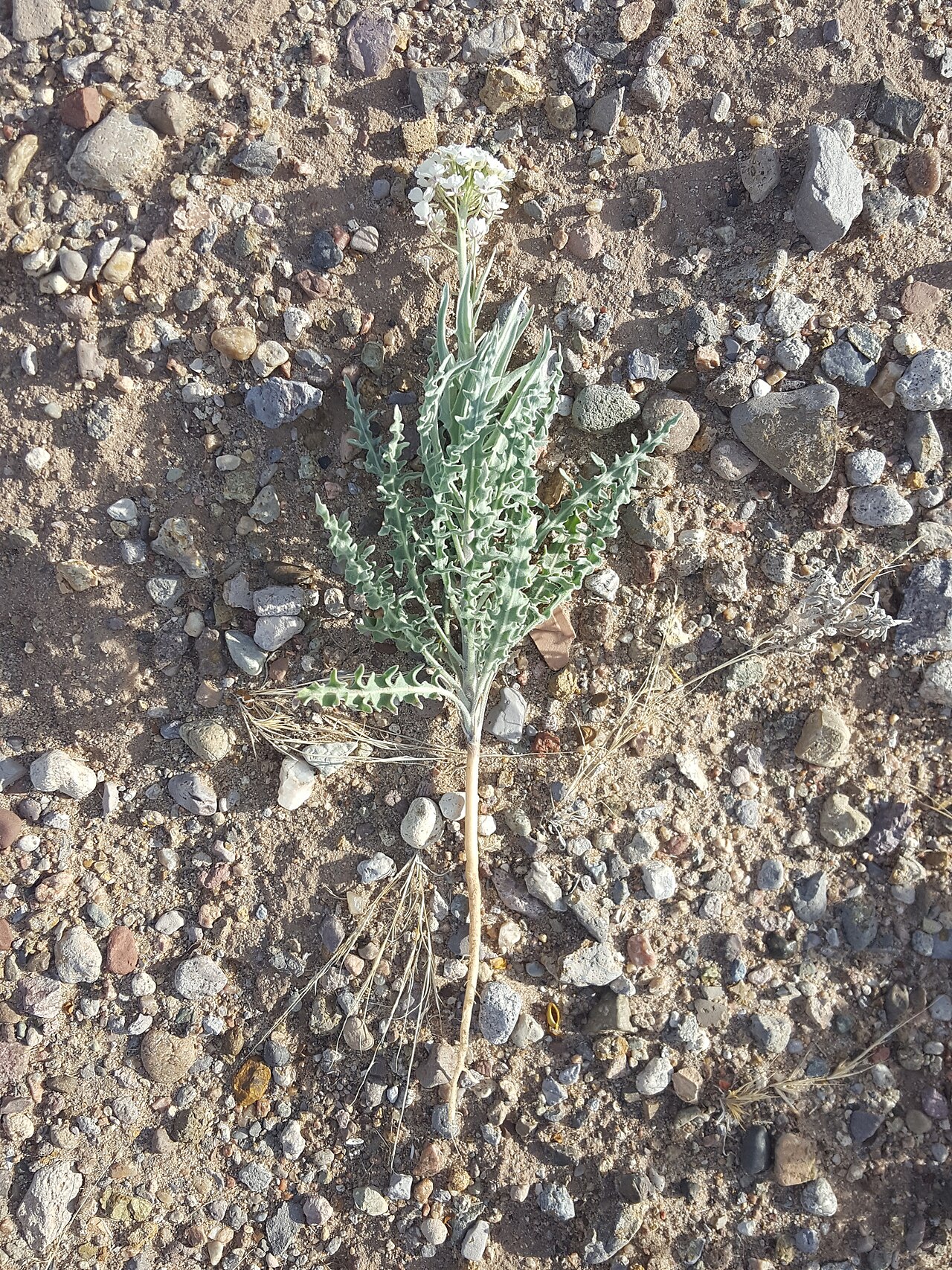 Touristplant: Touristplant ( Dimorphocarpa wislizeni ) in the United States
