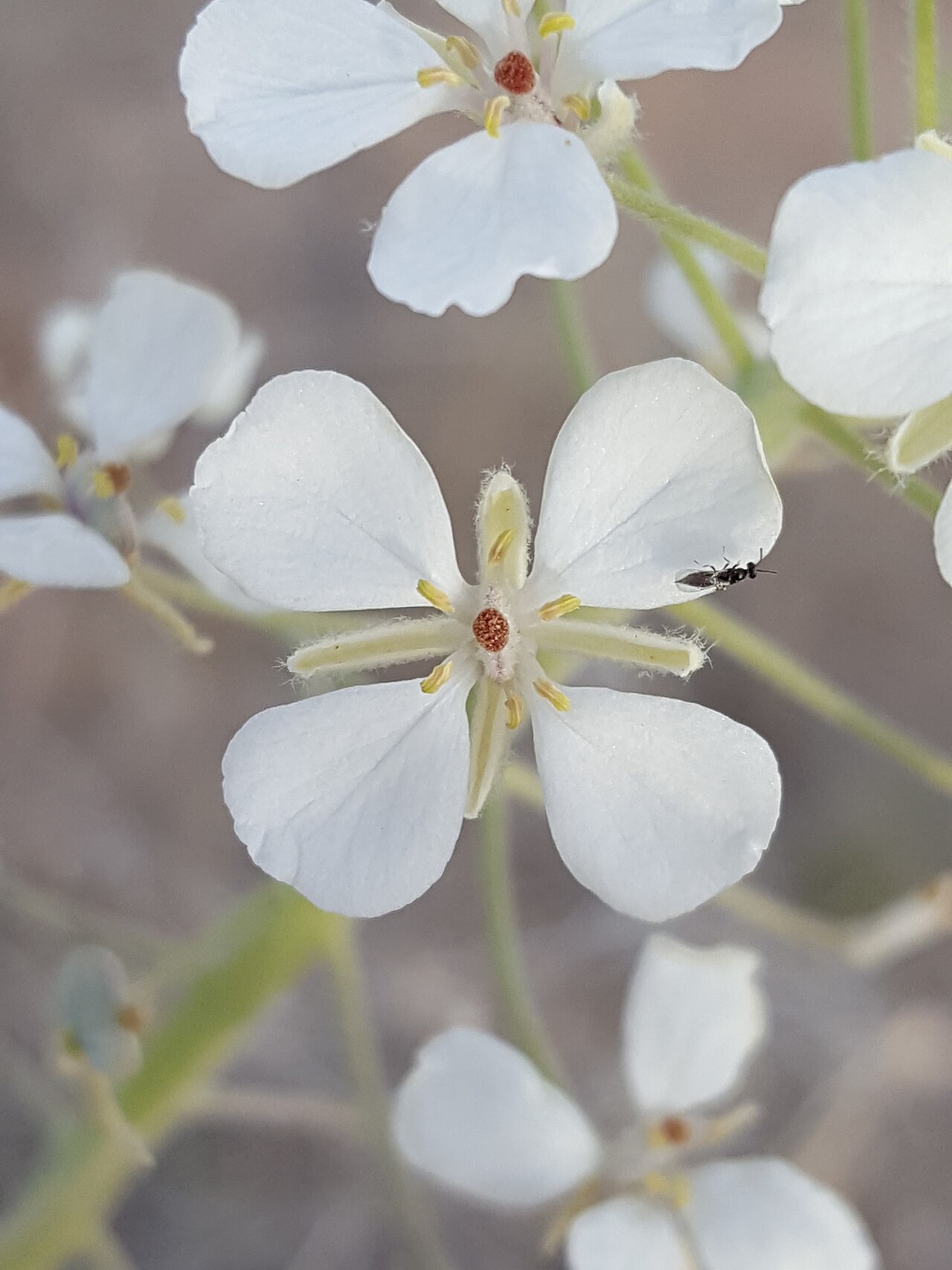 Touristplant: Touristplant ( Dimorphocarpa wislizeni ) in the United States