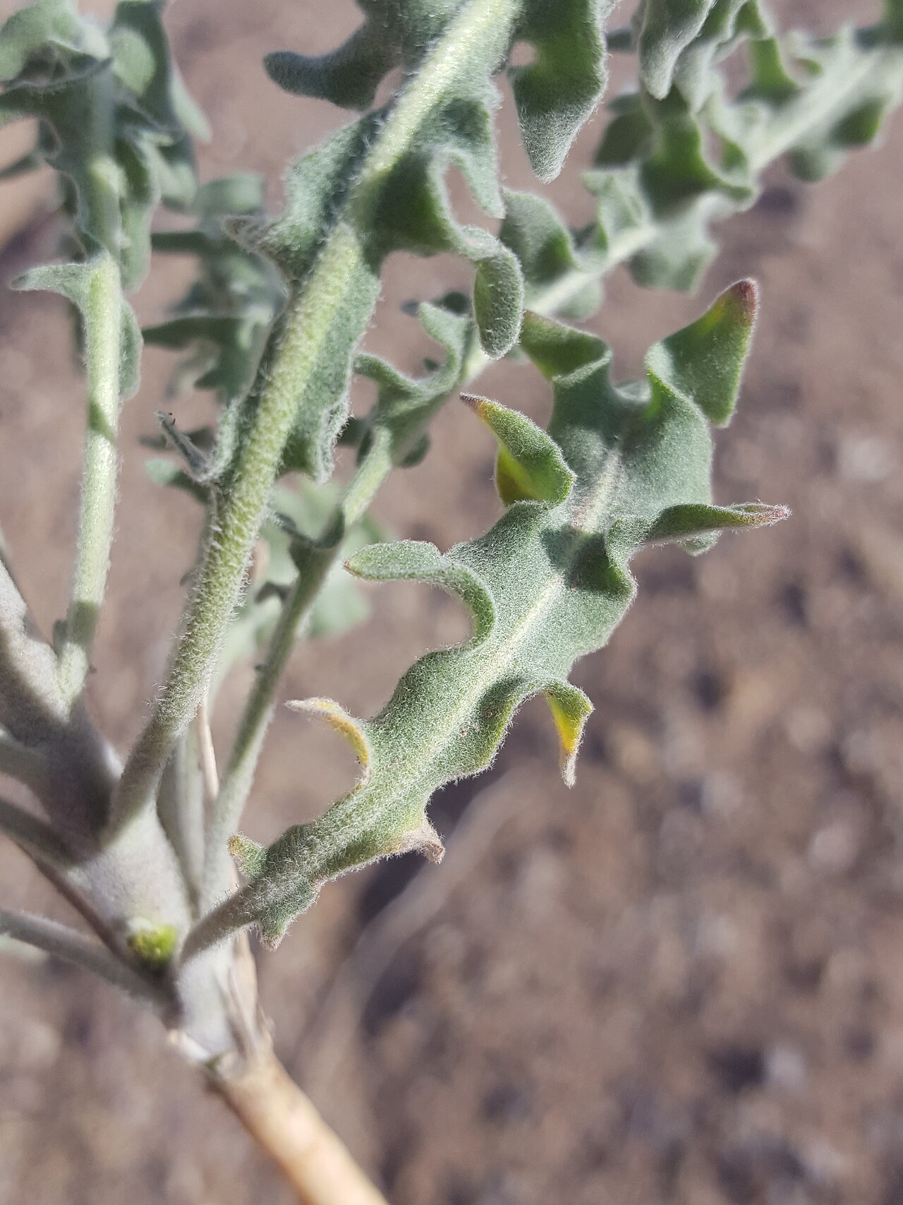 Touristplant: Touristplant ( Dimorphocarpa wislizeni ) in the United States