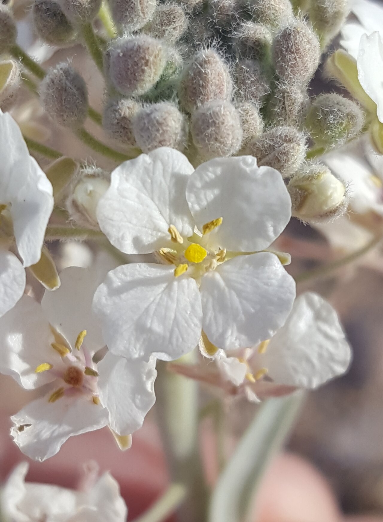 Touristplant: Touristplant ( Dimorphocarpa wislizeni ) in the United States