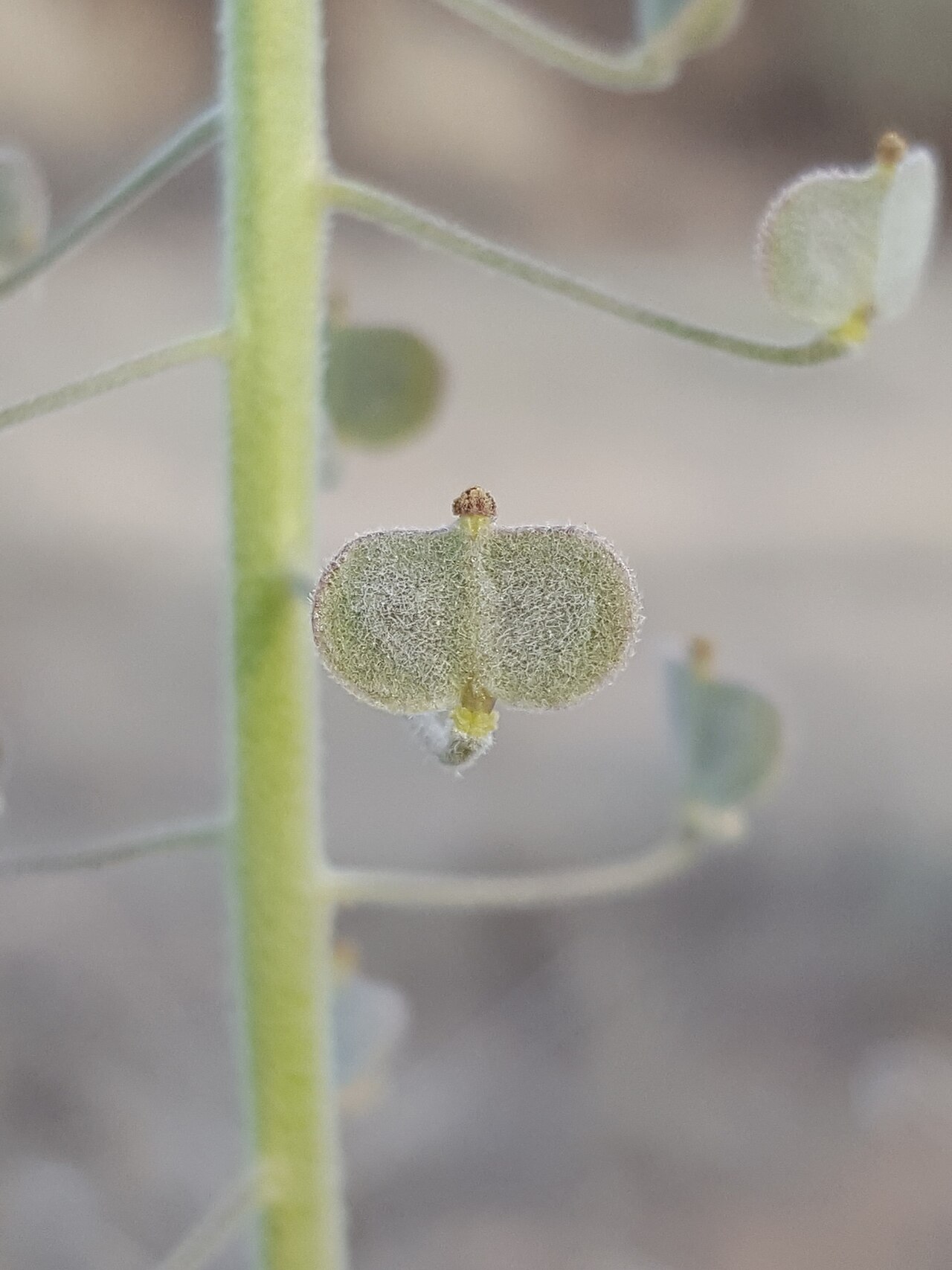 Touristplant: Touristplant ( Dimorphocarpa wislizeni ) in the United States