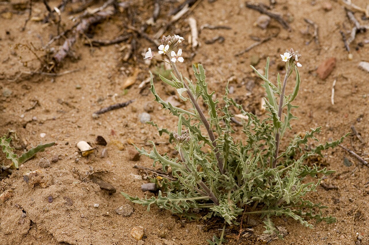 Touristplant: Dimorphocarpa wislizenii , west side of Tortugas Mountain, 28 Feb 2010.