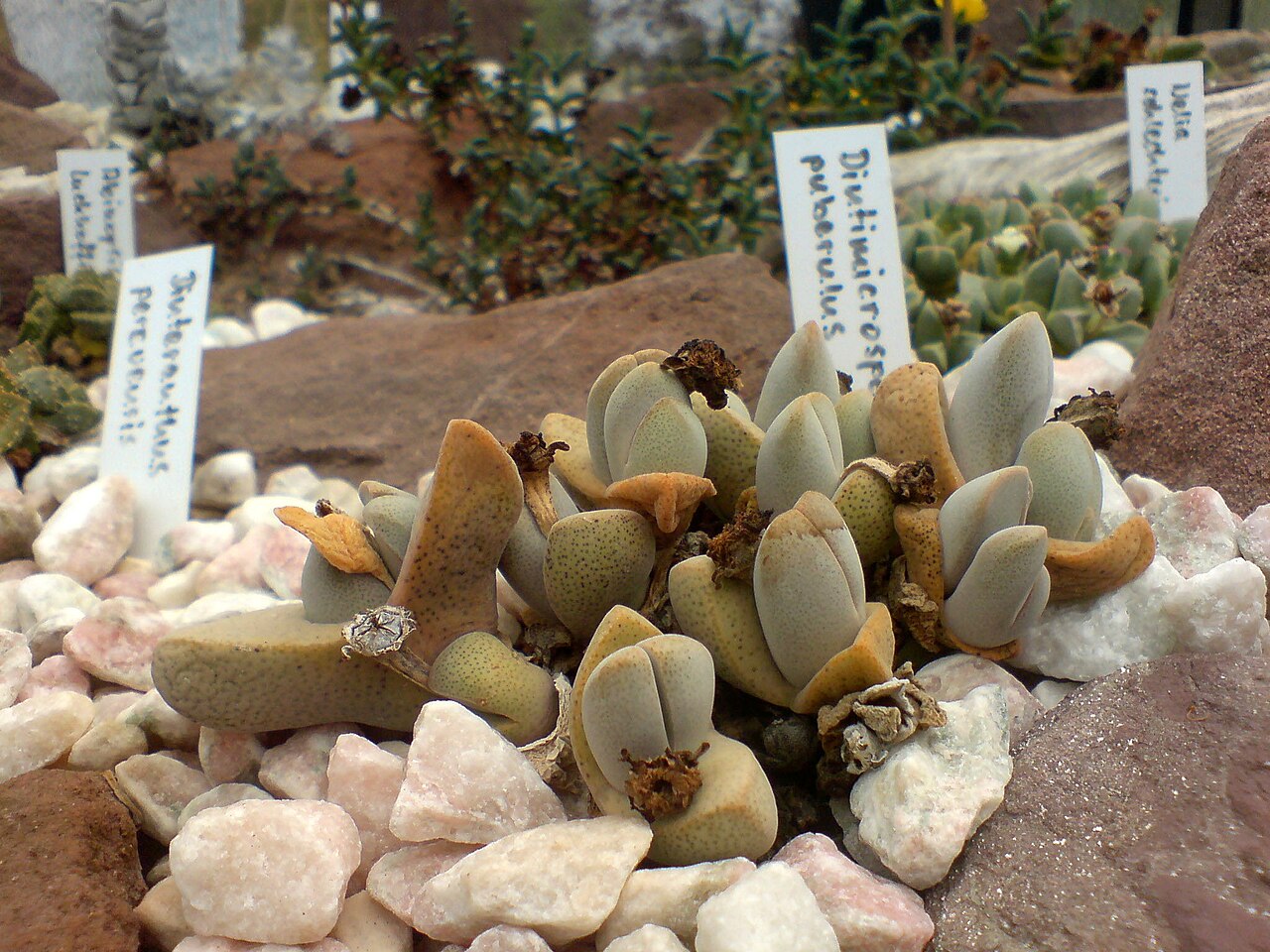 Dinteranthus microspermus: Dinteranthus microspermus puberulus - Botanical Garden Göttingen