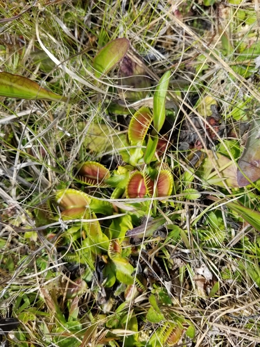 Venus flytrap (Dionaea muscipula)