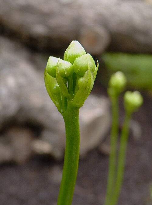 Venus flytrap: Dionaea muscipula - inflorescence. Carnivorous plants exhibition in Botanical garden Brno (2010).