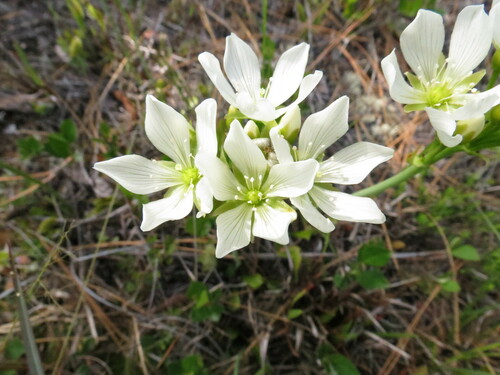 Venus flytrap (Dionaea muscipula)