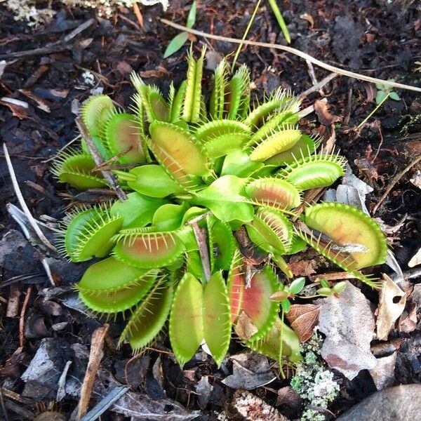 Venus flytrap (Dionaea muscipula)