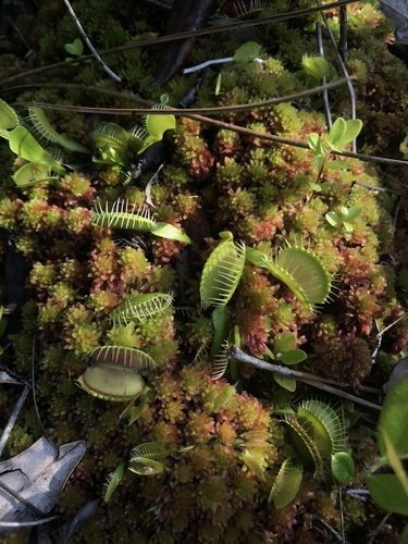 Venus flytrap (Dionaea muscipula)
