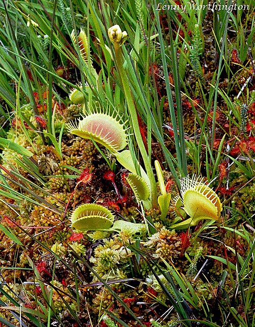 Venus flytrap: Cranesmoor Burley New Forest Hampshire Introduced
