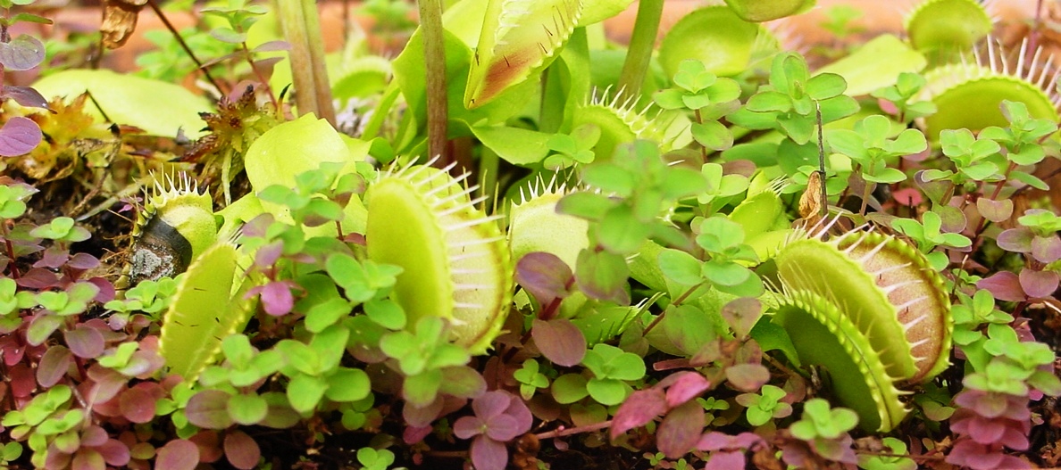 Venus flytrap: Dioanea muscipula