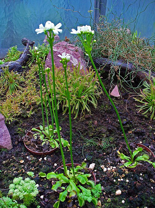 Venus flytrap: Dionaea muscipula , Droseraceae, Venus Flytrap, habitus; Botanical Garden KIT, Karlsruhe, Germany. The plant is used in homeopathy as remedy: Dionaea muscipula