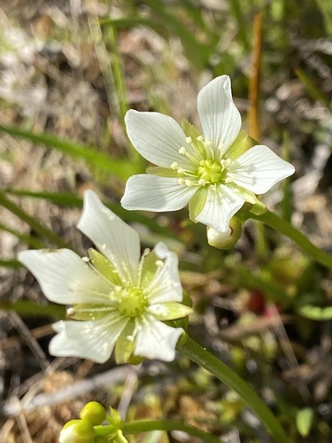Venus flytrap (Dionaea muscipula)