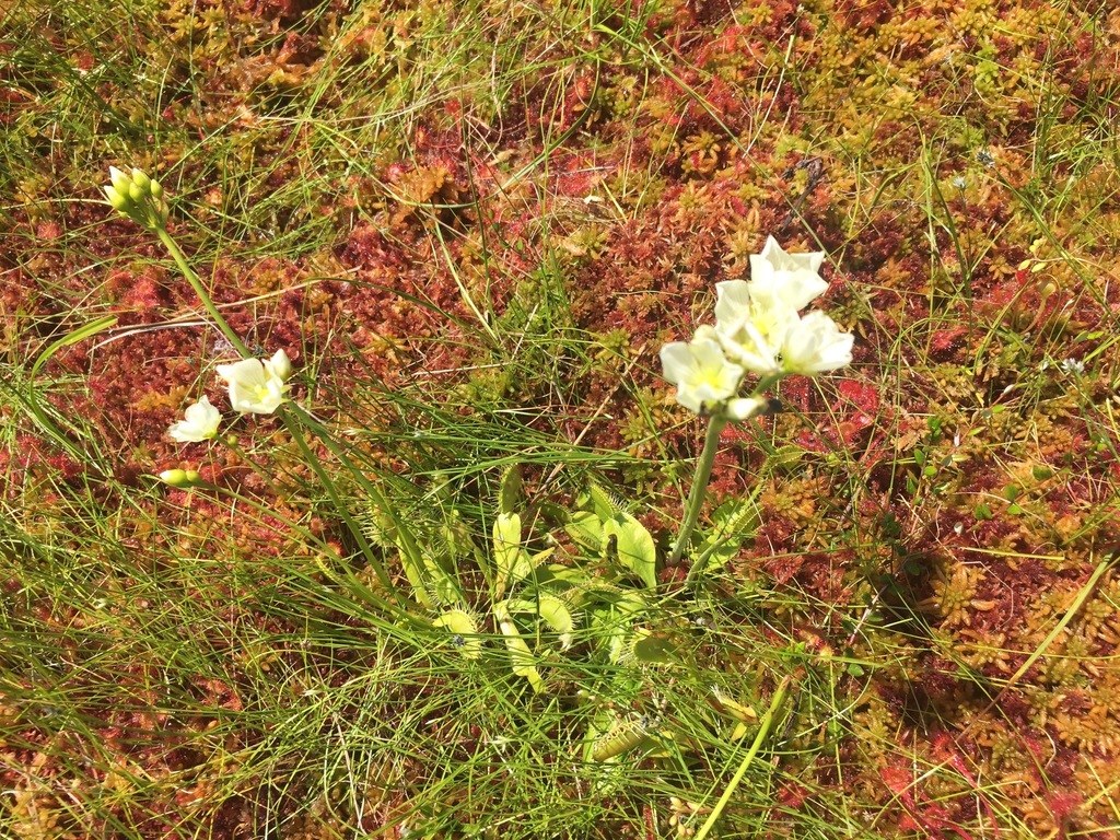 Venus flytrap (Dionaea muscipula)