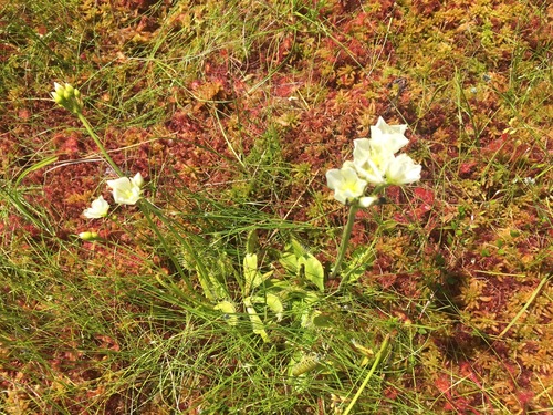 Venus flytrap (Dionaea muscipula)