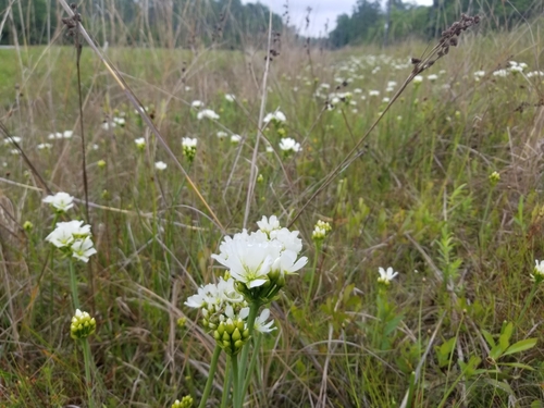 Venus flytrap (Dionaea muscipula)