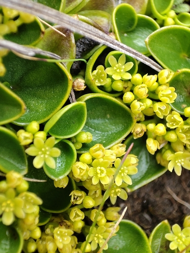 Dioscorea ancachsensis (Dioscorea ancachsensis)