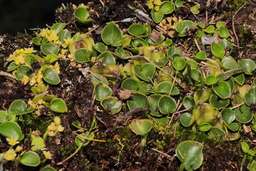 Dioscorea ancachsensis (Dioscorea ancachsensis)