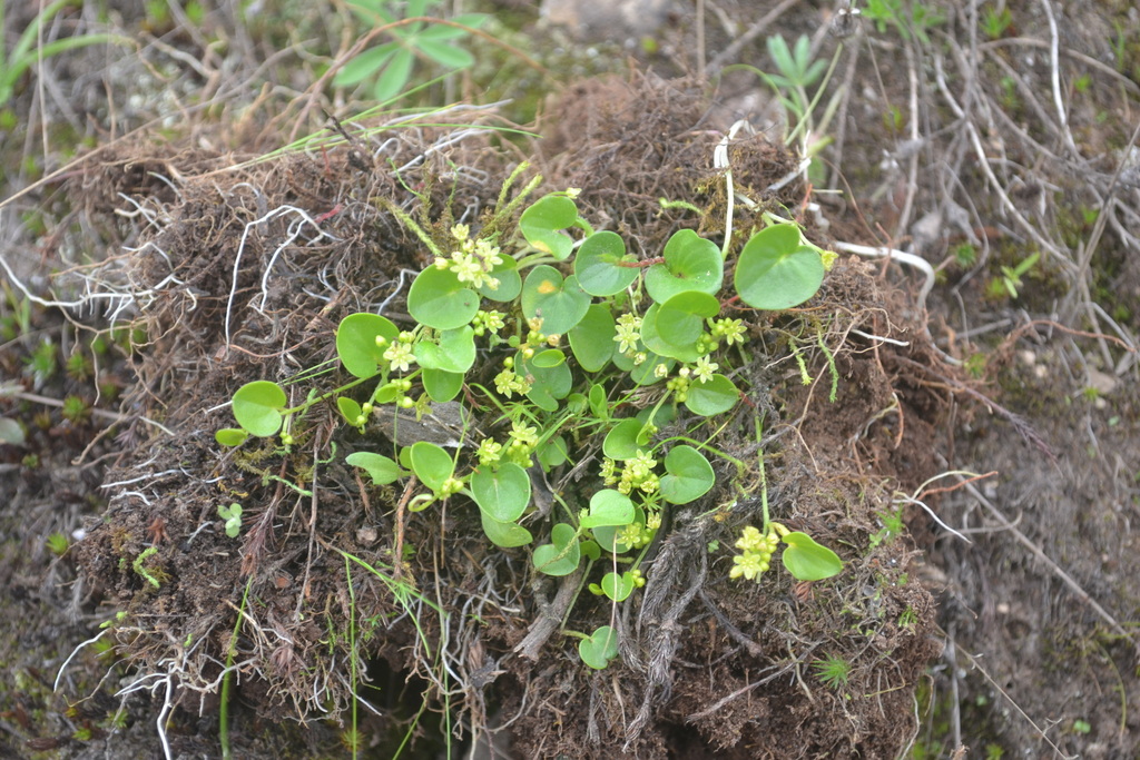 Dioscorea ancachsensis (Dioscorea ancachsensis)