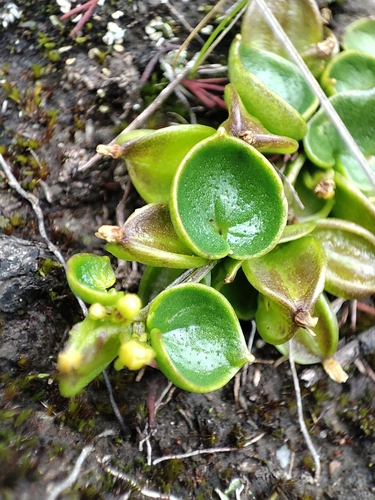 Dioscorea ancachsensis (Dioscorea ancachsensis)