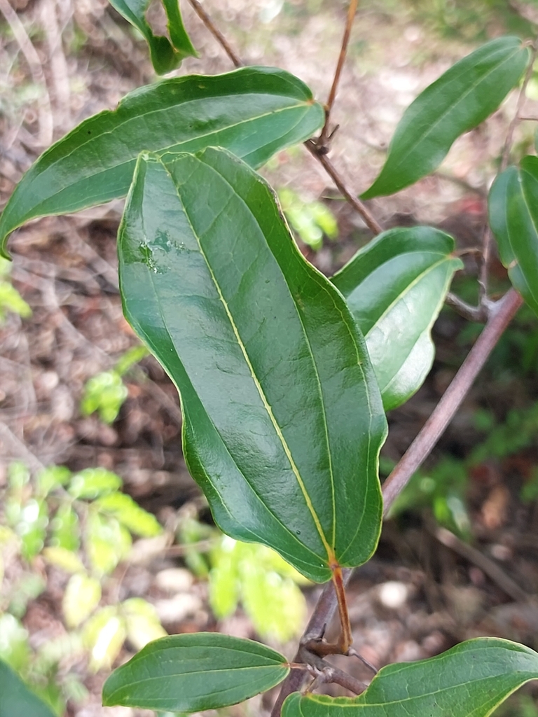 Dioscorea bemandry (Dioscorea bemandry)