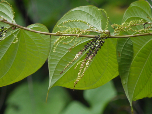 Air yam (Dioscorea bulbifera)