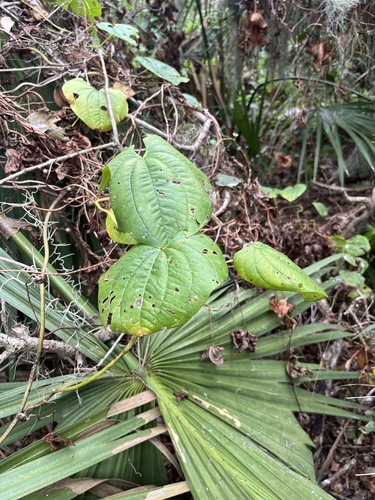 Air yam (Dioscorea bulbifera)