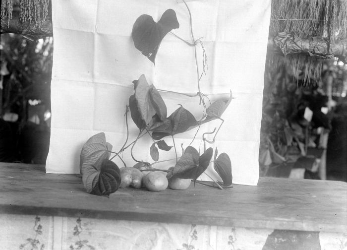 Air yam: Negatief. Het knolgewas Dioscorea bulbifera (ubi gandu) met bovenaardse knollen en bloeiwijze