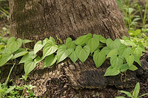 Air yam: Dioscorea bulbifera