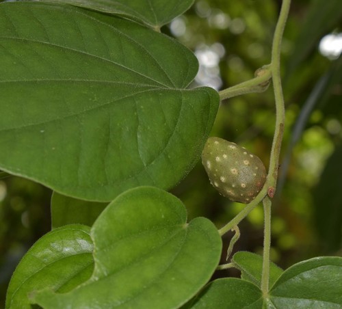 Air yam (Dioscorea bulbifera)