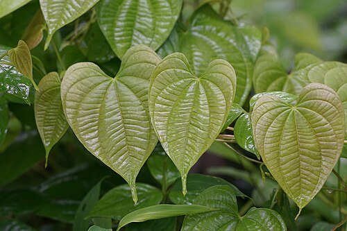 Air yam: Dioscorea bulbifera