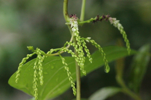 Air yam (Dioscorea bulbifera)