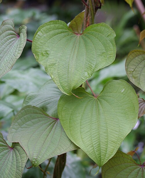 Air yam: Dioscorea bulbifera im Botanischen Garten Dresden