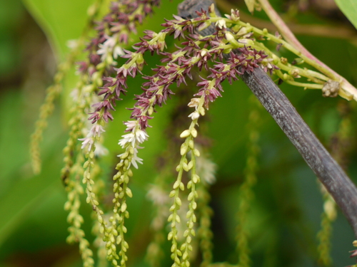 Air yam (Dioscorea bulbifera)