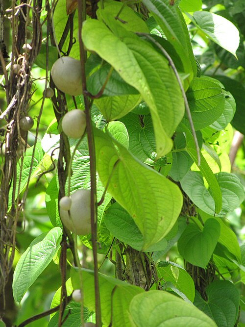 Air yam: Dioscorea bulbifera (Bitter yam, air potato) Bulbs and leaves at Nahiku, Maui, Hawaii. June 23, 2009 #090623-1534 Image Use Policy
