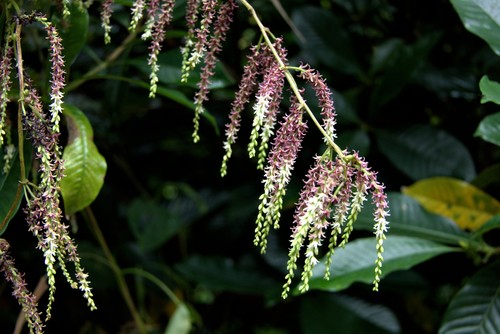 Air yam (Dioscorea bulbifera)