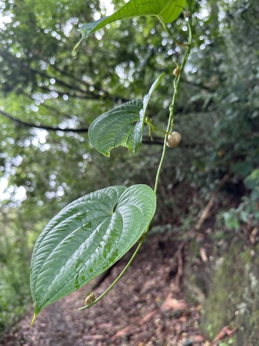 Air yam (Dioscorea bulbifera)