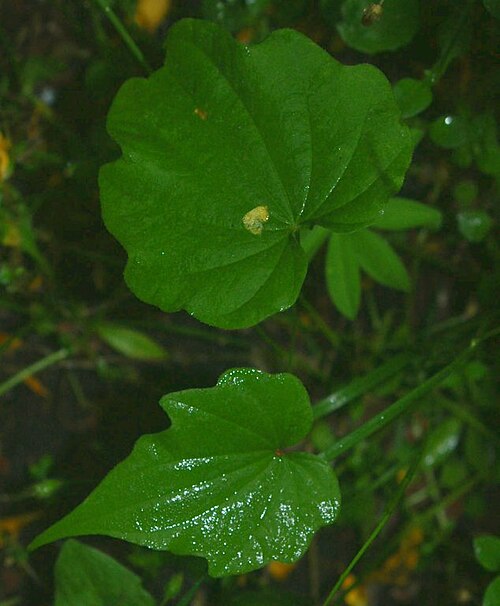 Dioscorea nipponica: Dioscorea nipponica, young leaves