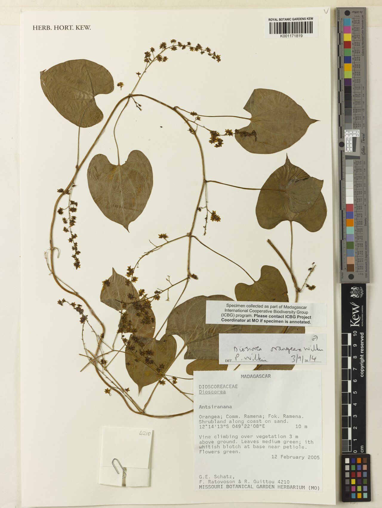 Dioscorea orangeana: Dioscorea orangeana Wilkin - Royal Botanic Gardens Kew, United Kingdom - CC BY. https://www.europeana.eu/item/11614/KXHERBARIUMXK001171819