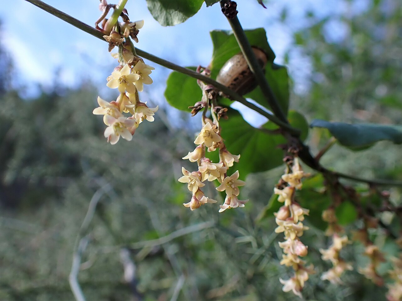 Dioscorea orientalis: Dioscorea orientalis inTel Azekah SW from Zecharja, Israel