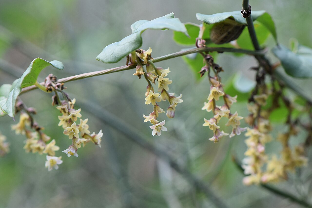 Dioscorea orientalis: Dioscorea orientalis inTel Azekah SW from Zecharja, Israel