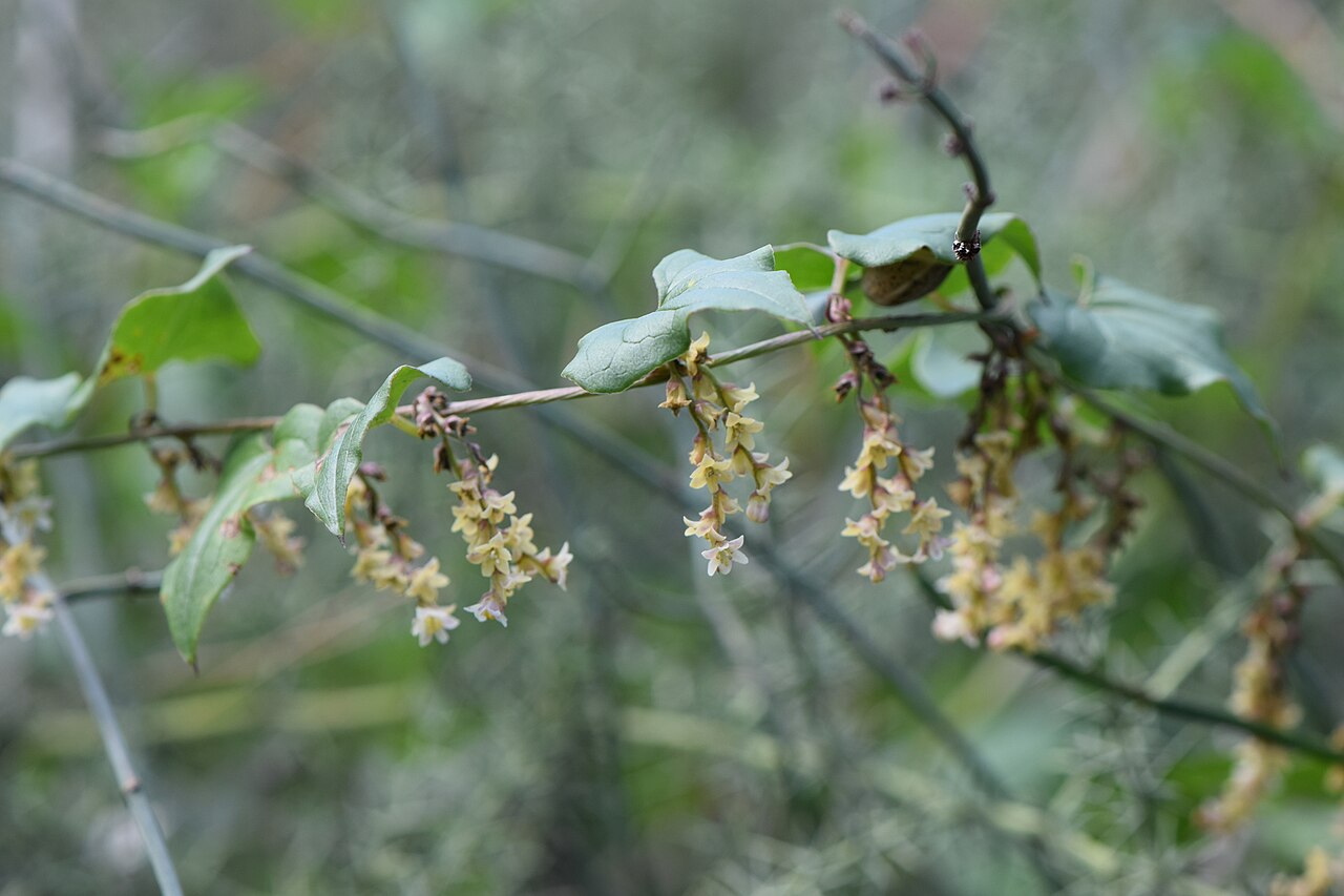 Dioscorea orientalis: Dioscorea orientalis inTel Azekah SW from Zecharja, Israel