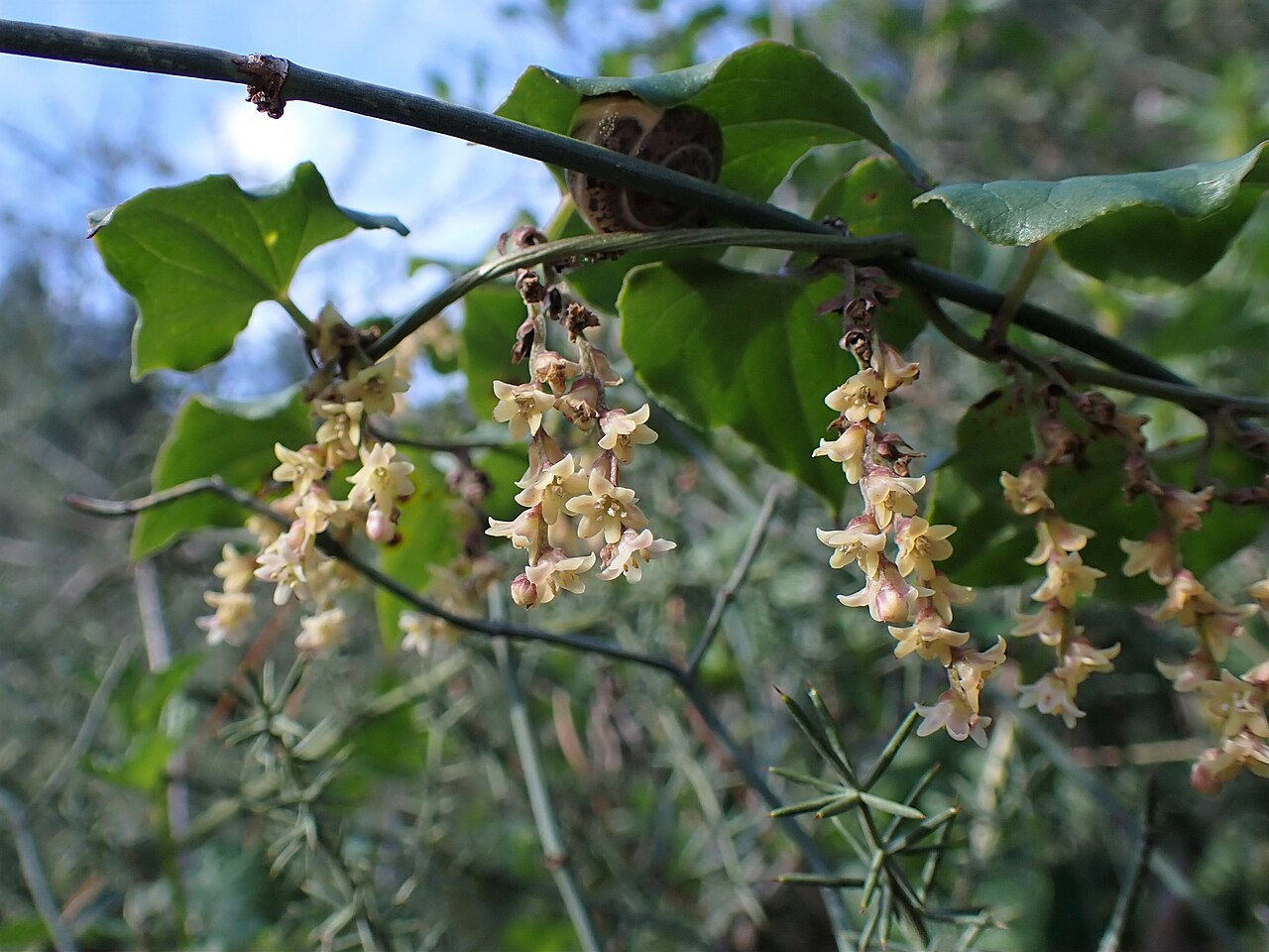 Dioscorea orientalis: Dioscorea orientalis inTel Azekah SW from Zecharja, Israel