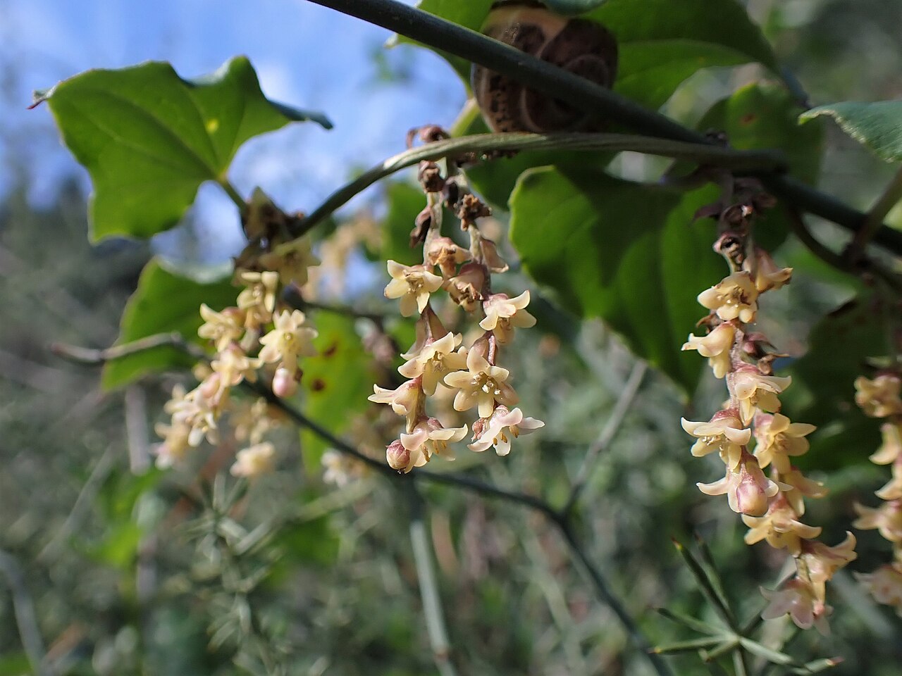 Dioscorea orientalis: Dioscorea orientalis inTel Azekah SW from Zecharja, Israel