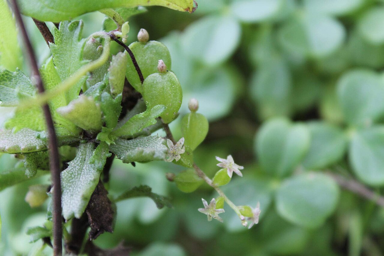 Dioscorea pedicellata: flores femeninas